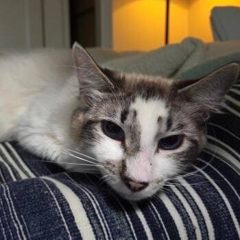 Siamese and Domestic Medium Hair Cats Available for Adoption - Cyrus | PetCurious