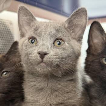 Jump Rope -  Domestic Short Hair Cat Available for Adoption in Los Angeles, California - Jump Rope | PetCurious