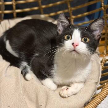 Domestic Short Hair Cats Available for Adoption - Dakota 2 | PetCurious