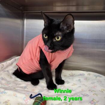 Winnie -  Domestic Short Hair Cat for Adoption in Buffalo, New York - Winnie | PetCurious