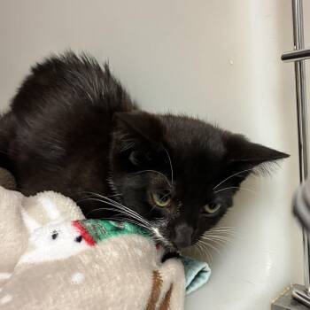 Crackle -  Domestic Short Hair Cat for Adoption in Harrisonburg, Virginia - Crackle | PetCurious