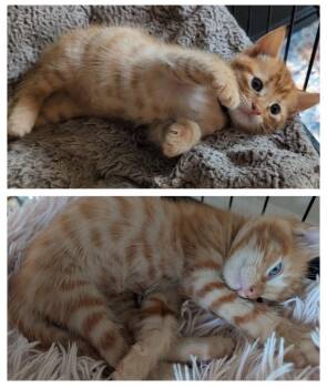 Orion & Pheonix -  Domestic Short Hair Cat Available for Adoption in Gun Barrel City, Texas - Orion & Pheonix | PetCurious