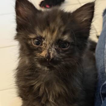 Smudge -  Domestic Medium Hair Cat for Adoption in Bel Air, Maryland - Smudge | PetCurious