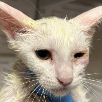 Rescue Domestic Short Hair Cats for Adoption in Yuma, Arizona - Tim | PetCurious