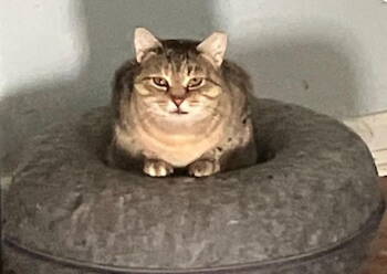 Rescue Tabby Cats for Adoption in Greenville, Delaware - Charlotte (FCID# 05/05/2025 - 18) C | PetCurious