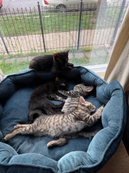 Domestic Short Hair Cats Available for Adoption in Chicago, Illinois - Sunny | PetCurious