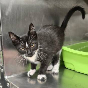 Han -  Domestic Short Hair Cat for Adoption in Spokane, Washington - Han | PetCurious
