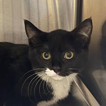 Corn Salsa -  Domestic Short Hair Cat for Adoption in Golden, Colorado - Corn Salsa | PetCurious