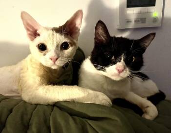 Devon Rex Cats Available for Adoption - Theo & Bandit | PetCurious