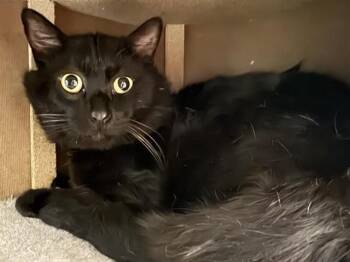 Domestic Medium Hair Cats Available for Adoption in Brentwood, Missouri - RUSSELL | PetCurious