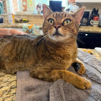 Domestic Short Hair Cats Available for Adoption - Mr Meowington | PetCurious