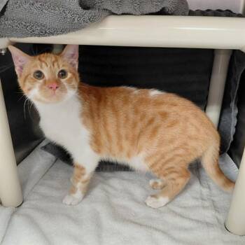 Domestic Short Hair Cats Available for Adoption - EROS | PetCurious