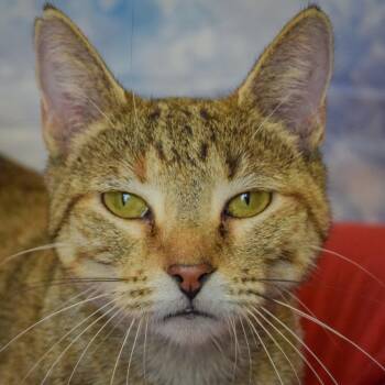 Kailani -  Torbie and Domestic Short Hair Cat for Adoption in Huntley, Illinois - Kailani | PetCurious