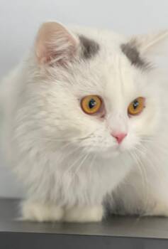 Rescue Persian Cats for Adoption in Snow Hill, Maryland - Snow | PetCurious