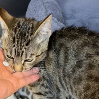 Athena -  Domestic Short Hair Cat for Adoption in Buellton, California - Athena | PetCurious