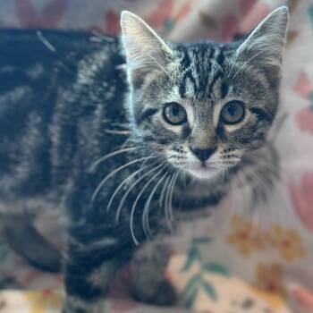 Sonic -  Domestic Medium Hair Cat for Adoption in Matteson, Illinois - Sonic | PetCurious