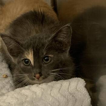 Kiara -  Exotic Shorthair Cat for Adoption in Dickinson, Texas - Kiara | PetCurious