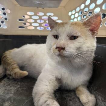 Oscar -  Domestic Short Hair Cat for Adoption in Des Moines, Iowa - Oscar | PetCurious