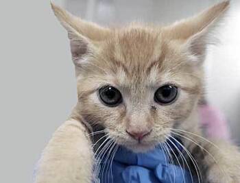 Rescue Domestic Short Hair Cats for Adoption in Wildomar, California - 803505 | PetCurious