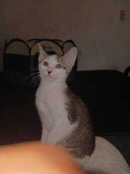 Domestic Short Hair Cats Available for Adoption in Oklahoma City, Oklahoma - Lilly | PetCurious