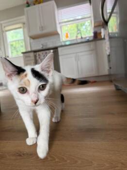 Rocky Road -  Domestic Short Hair Cat for Adoption in Cincinnati, Ohio - Rocky Road | PetCurious
