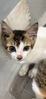 Rescue Domestic Short Hair Cats for Adoption in Honolulu, Hawaii - Sam | PetCurious