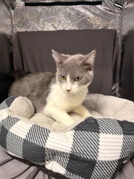 RONNIE -  Domestic Short Hair Cat for Adoption in Grovetown, Georgia - RONNIE | PetCurious