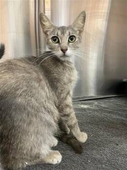 CERSI -  Domestic Short Hair Cat for Adoption in Corpus Christi, Texas - CERSI | PetCurious