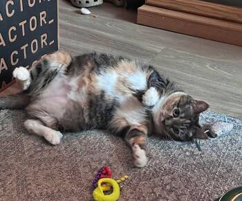 Calico and Torbie Cats Available for Adoption in Hillsboro, Oregon - ASTRID #1870 - Offered By Owner - Quiet Calico | PetCurious