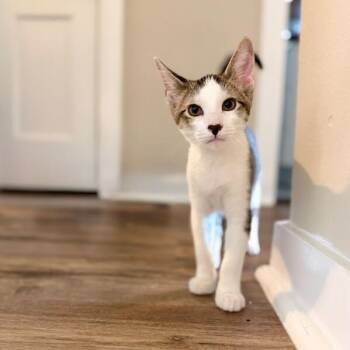 Cole Cozy Curl Up -  Tabby and Domestic Short Hair Cat for Adoption in Friendswood, Texas - Cole Cozy Curl Up | PetCurious