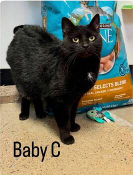 Domestic Short Hair Cats Available for Adoption in Herndon, Virginia - Baby C | PetCurious
