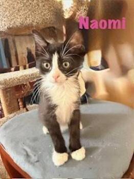 Naomi -  Domestic Short Hair Cat for Adoption in Ruskin, Florida - Naomi | PetCurious