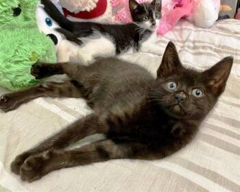 MARA -  Domestic Short Hair Cat for Adoption in Raleigh, North Carolina - MARA | PetCurious