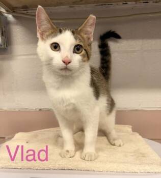 Vlad -  Domestic Short Hair Cat for Adoption in Fort Worth, Texas - Vlad | PetCurious