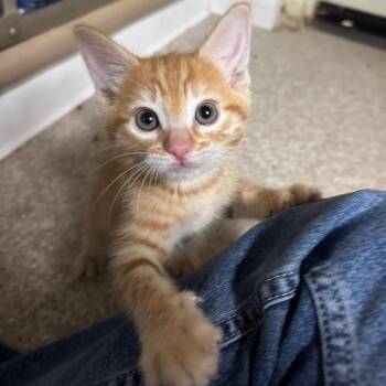 Domestic Medium Hair Cats Available for Adoption in Buellton, California - Carson | PetCurious