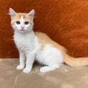 Honey -  Domestic Medium Hair Cat for Adoption in Benld, Illinois - Honey | PetCurious