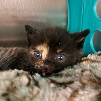 Rescue Domestic Short Hair Cats for Adoption in Spring Hill, Kansas - Lori | PetCurious