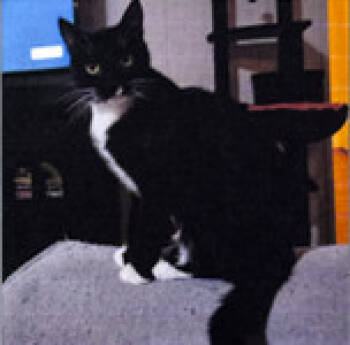 Rescue Domestic Short Hair Cats for Adoption in Dallas, Texas - Dottie SWR | PetCurious