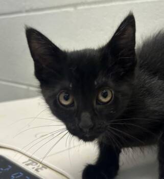 Sassie -  Domestic Short Hair Cat for Adoption in Golden, Colorado - Sassie | PetCurious