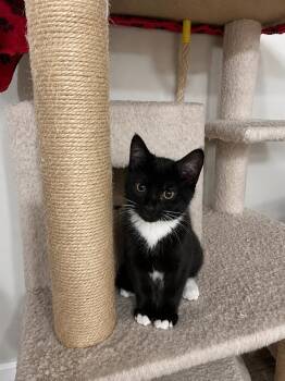 Scarlett -  Domestic Short Hair Cat for Adoption in Belchertown, Massachusetts - Scarlett | PetCurious