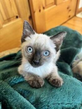 Adored -  Domestic Short Hair Cat for Adoption in Divide, Colorado - Adored | PetCurious