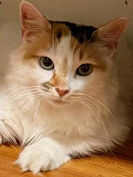 Calico Cats Available for Adoption in Medford, Massachusetts - Flora | PetCurious