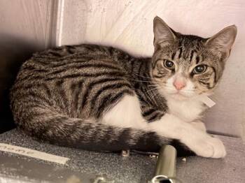 Jaguar -  Domestic Short Hair Cat for Adoption in New York, New York - Jaguar | PetCurious