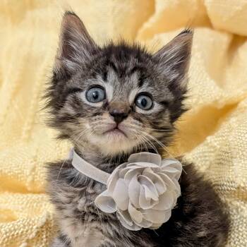 Rescue Domestic Short Hair Cats for Adoption in Greensboro, North Carolina - Blossom | PetCurious