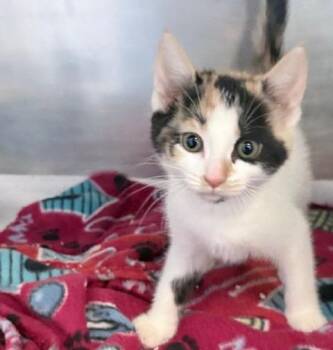 Domestic Short Hair Cats Available for Adoption in Ogdensburg, New York - Piper | PetCurious