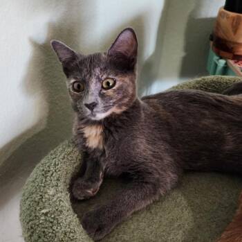 Josie -  Domestic Short Hair Cat for Adoption in Phoenix, Arizona - Josie | PetCurious