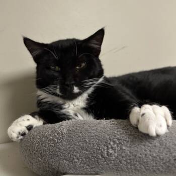 Rescue Domestic Short Hair Cats for Adoption in Blue Ridge, Georgia - Brioni | PetCurious
