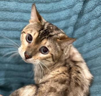 Bengal Cats Available for Adoption in Lawrenceville, Georgia - Aaron | PetCurious