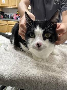 Bella -  Domestic Short Hair Cat for Adoption in Sacramento, California - Bella | PetCurious