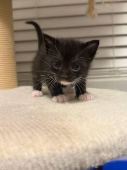 Dragon -  Domestic Short Hair Cat for Adoption in Fruit Heights, Utah - Dragon | PetCurious